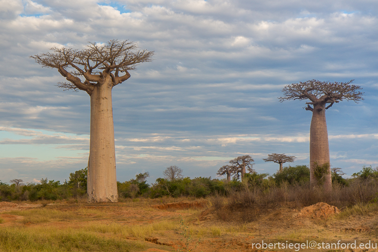 baobabs